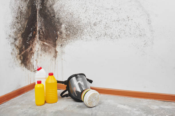 Best Bathroom Mold Remediation in Bogata, TX