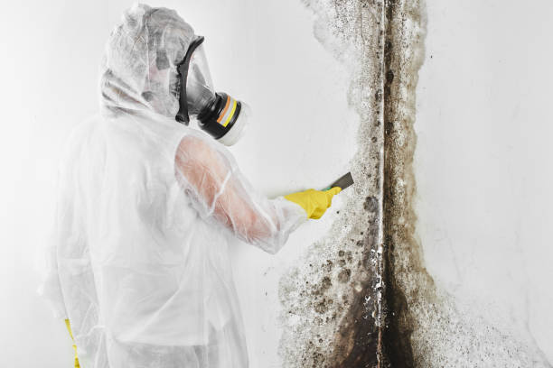 Best Mold Remediation for Specific Building Types in Bogata, TX
