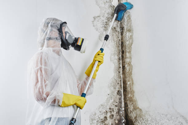 Best Post-Flood Mold Remediation in Bogata, TX