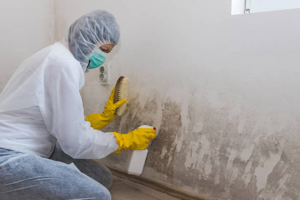 Best Residential Mold Remediation in Bogata, TX