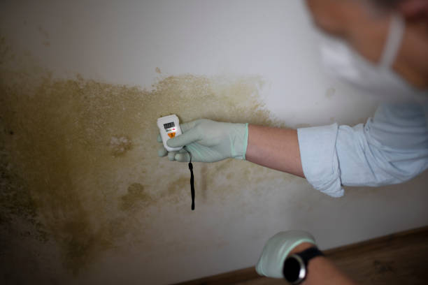Best Emergency Mold Remediation in Bogata, TX