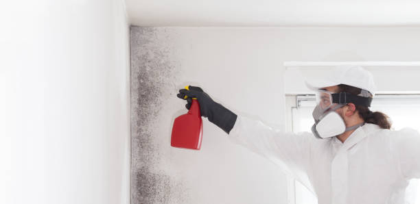 Best Mold Testing and Inspection Services in Bogata, TX