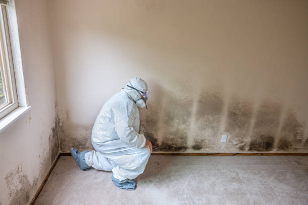 Best Black Mold Remediation in Bogata, TX