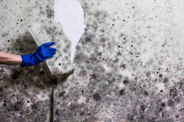 Best Basement Mold Remediation in Bogata, TX