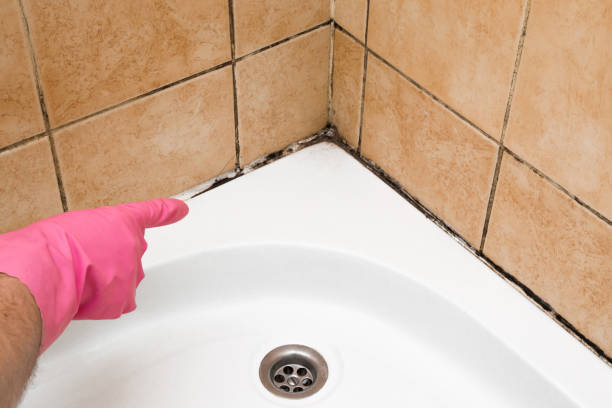 Best White Mold Remediation in Bogata, TX